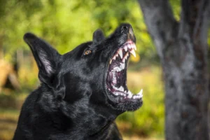 Legal Repercussions of Dog Bites in Sherman Oaks